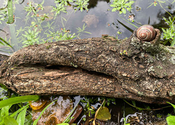 Close-up of snail on tree