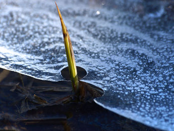 Close-up of wet plant leaves during rainy season