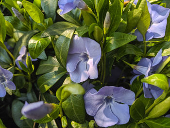 Close-up of purple flowering plants