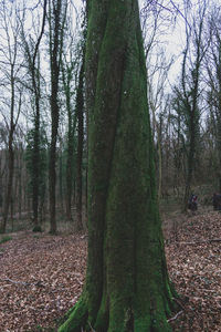 Scenic view of forest