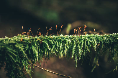 Close-up of plants growing outdoors