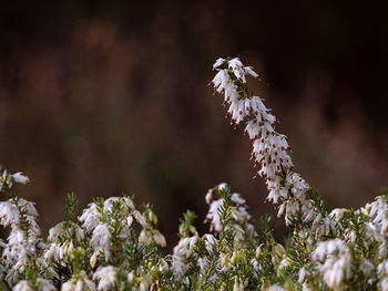 Close-up of white flowering plants