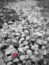 Stones in the sea