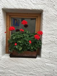 Potted plants against window of building