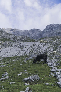 View of a horse on field