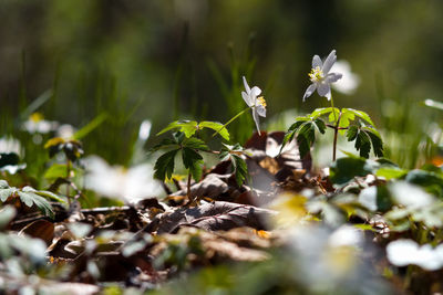 Close-up of plants on plant