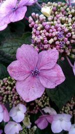 High angle view of purple flowers blooming outdoors