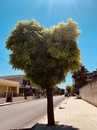 Trees by footpath in city against clear sky