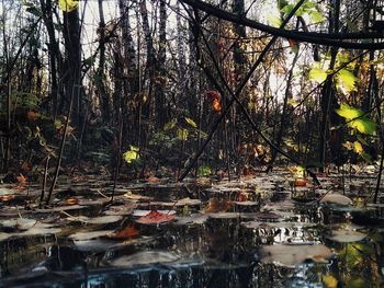 Trees by water