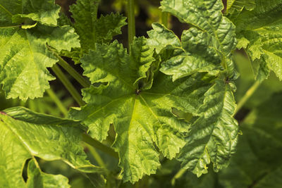 Close-up of fresh green leaves