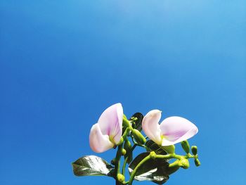 Low angle view of pink rose against blue sky