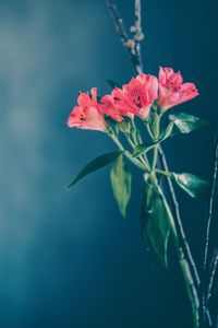 Close-up of pink flower blooming outdoors