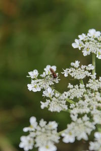 Close-up of insect on white flowers