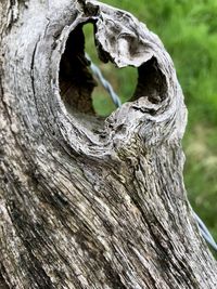 Close-up of tree trunk