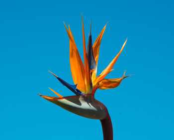 Low angle view of flowering plant against blue sky