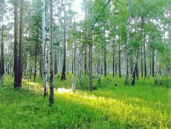 Scenic view of forest