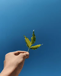 Midsection of person holding leaves against blue sky