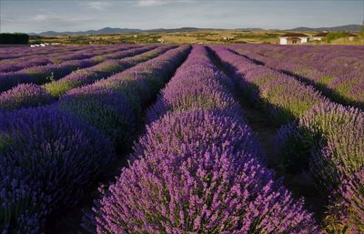 Purple flowering plants on field