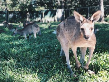 Kangaroos on grassy field at zoo