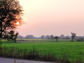Trees on field against sky during sunset