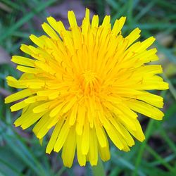 Close-up of yellow flower