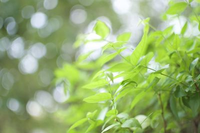 Close-up of plant