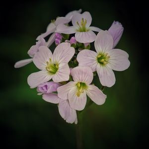 Close-up of white flowering plant against black background