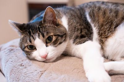 Close-up portrait of a cat