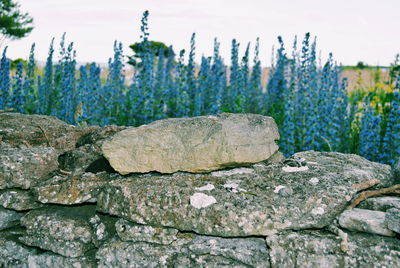 Stone wall by flowers on field against sky