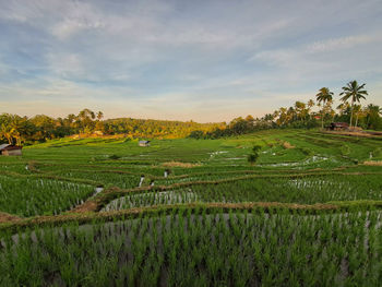 Scenic view of field against sky