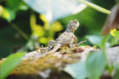 Close-up of lizard on rock