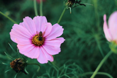 Close-up of bee pollinating flower