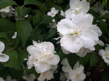 Close-up of white flowering plant