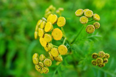 Close-up of yellow flowering plant