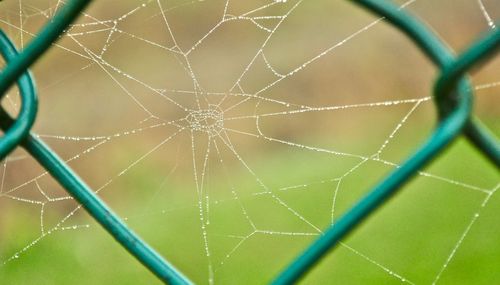 Close-up of spider on web