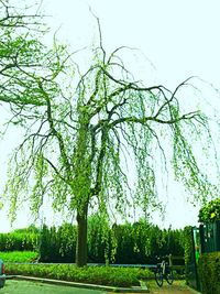 Trees in park against clear sky