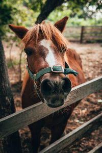 Close-up of horse standing outdoors