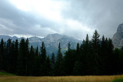 Scenic view of pine trees against sky