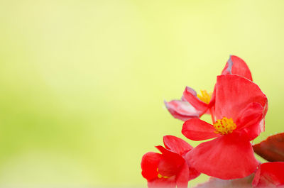 Close-up of pink flower