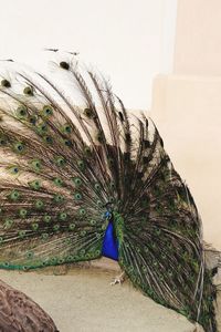 Close-up of peacock