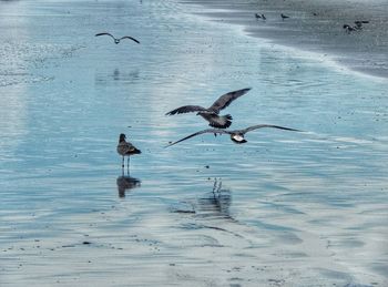 Seagulls flying over sea