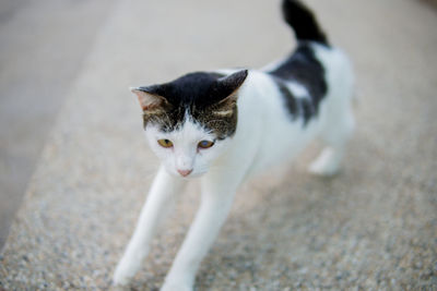 High angle portrait of cat