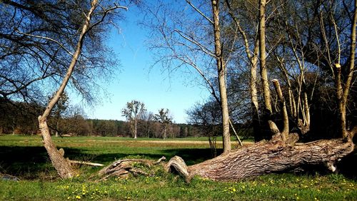 Trees on grassy field