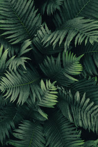 Forest ferns background, dark green leaves texture, low light plants pattern