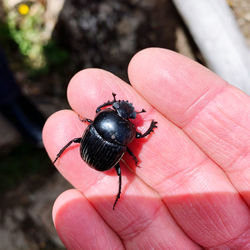 High angle view of insect on hand