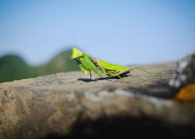 Grasshopper on rock