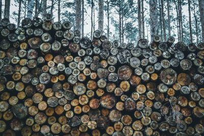 Stack of logs in forest