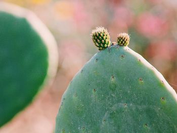 Close-up of succulent plant