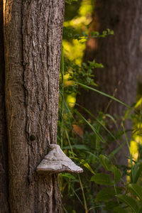 Close-up of tree trunk in forest