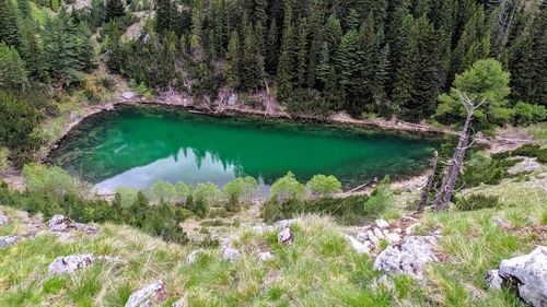 Scenic view of lake amidst trees in forest